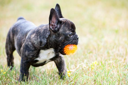 Benefit of French Bulldogs