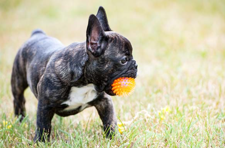 Benefit of French Bulldogs